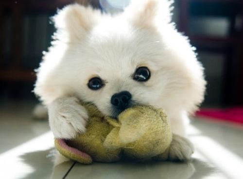 李克强主持常务会议:各类项目欠薪春节前清零